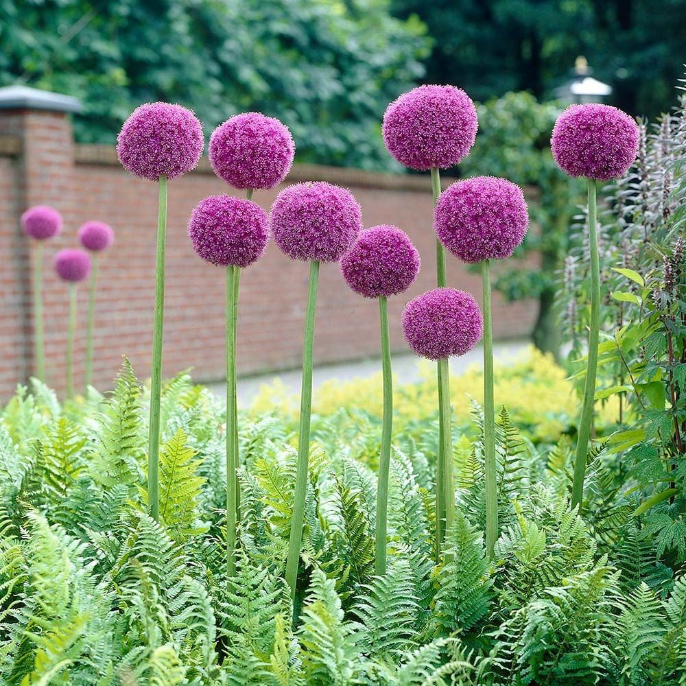 10 Semi di Aglio gigante Allium giganteum – Semi Freschi, Alta Germinabilità, No-GMO