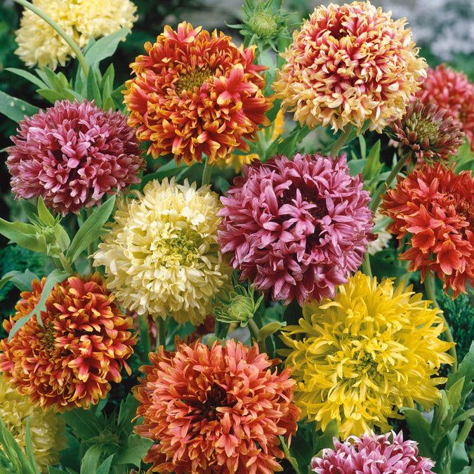 Gaillardia Lorenziana Doppia Mix – 10 Semi, Fiori a Pompon, Petali Tubolari, Particolare, Facile da Coltivare, Alta Germinabilità, Non-GMO