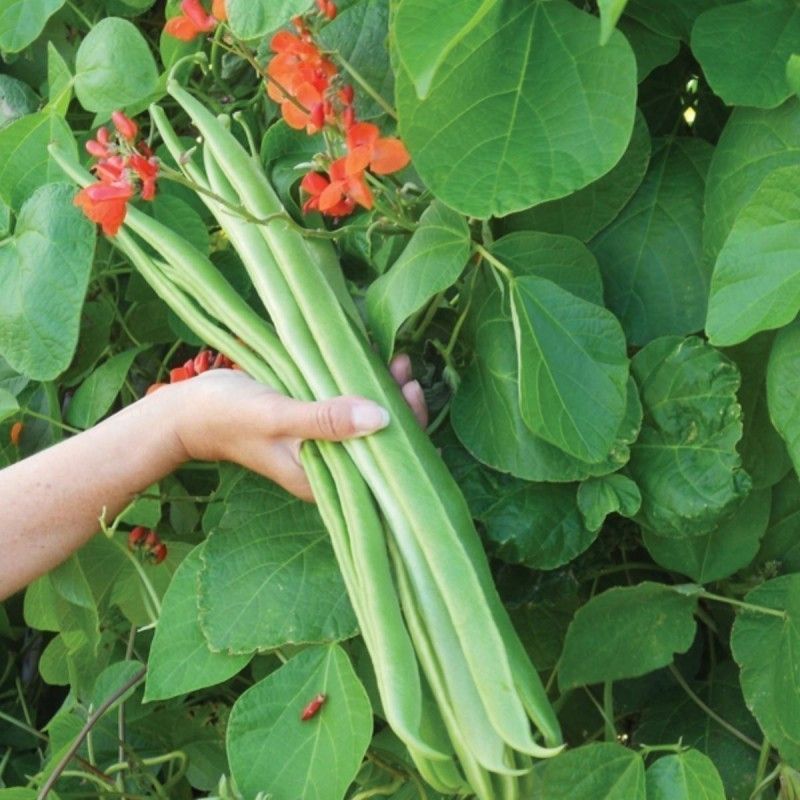 Fagiolo Rampicante Spagna Corona – 10 Semi, Grano Bianco Gigante, Ideale in Insalata, Maestoso, Facile da Coltivare, Alta Germinabilità, Non-GMO