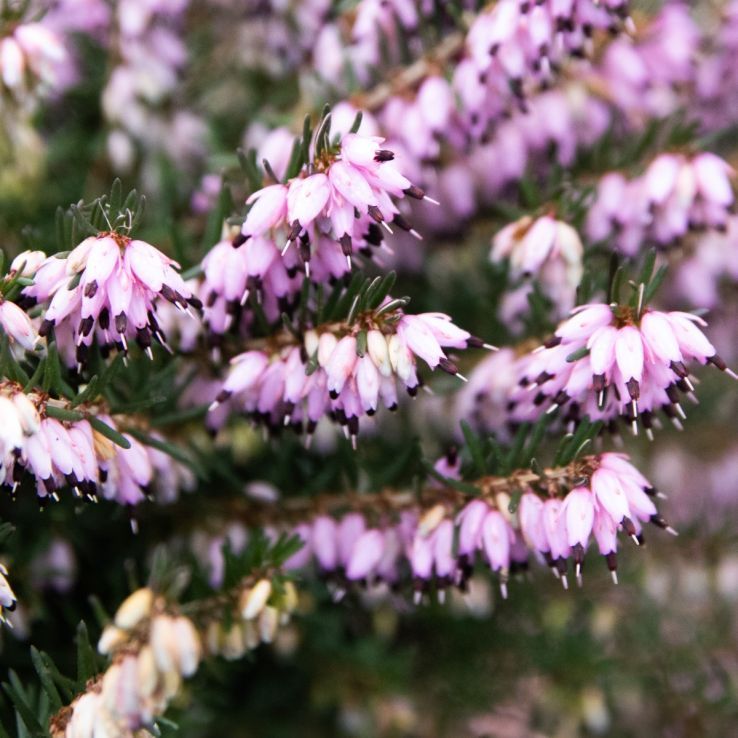 Erica Stricta – 10 Semi, Verticale, Rosa, Ornamentale, Facile da Coltivare, Alta Germinabilità, Non-GMO