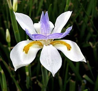 10 Semi di Dietes Iridioides - Semi Freschi, Alta Germinabilità, No-GMO