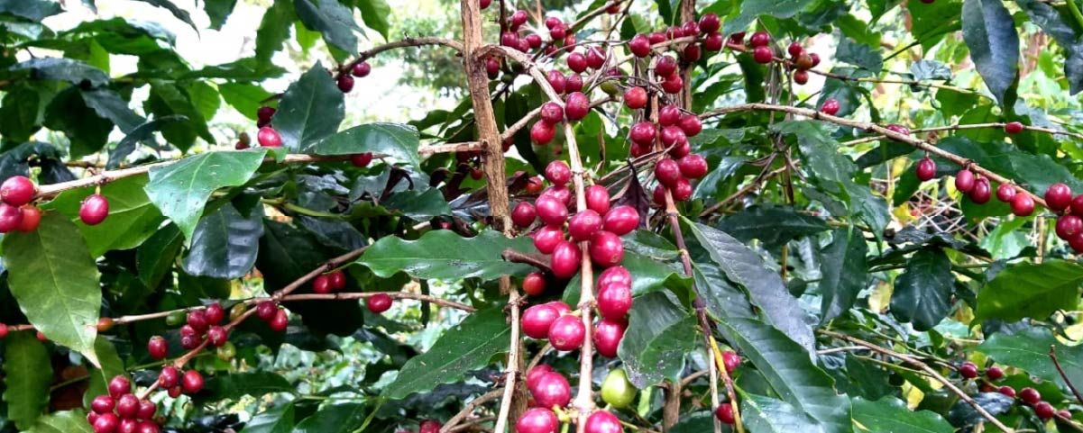 Caffè Typica – 10 Semi, Varietà Originale, Dolce e Pulito, Da Interno/Esterno, Facile da Coltivare, Alta Germinabilità, Non-GMO