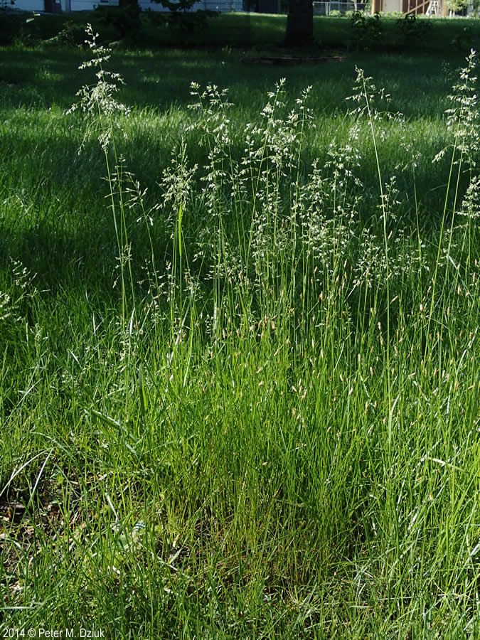 Poa Pratensis – 10.000 Semi, Prato Professionale Denso, Alta Capacità Rigenerativa, Forte, Facile da Coltivare, Alta Germinabilità, Non-GMO