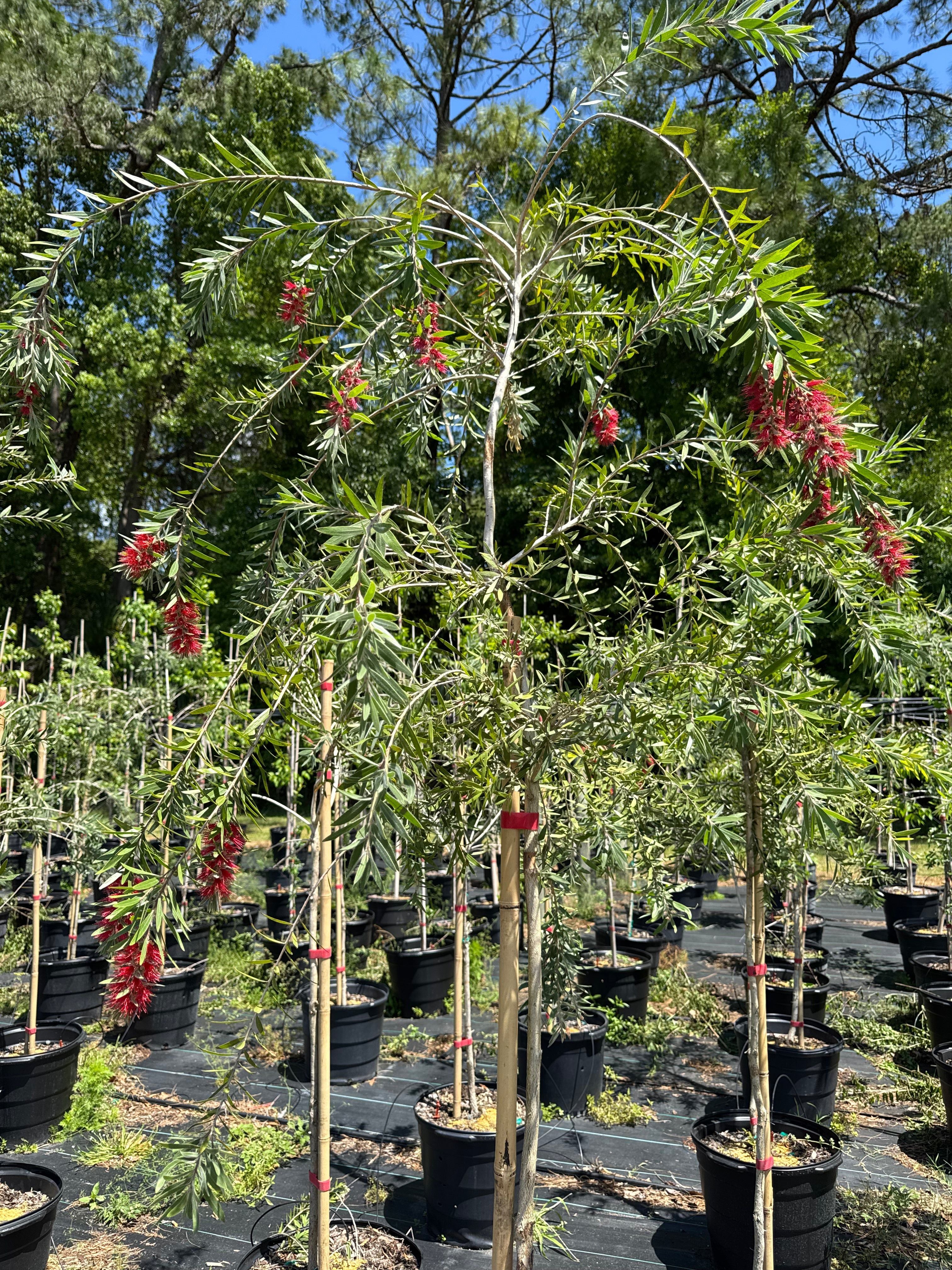 Callistemon viminalis – 10 Semi, Scovolino Piangente, Albero, Decorativo, Facile da Coltivare, Alta Germinabilità, Non-GMO