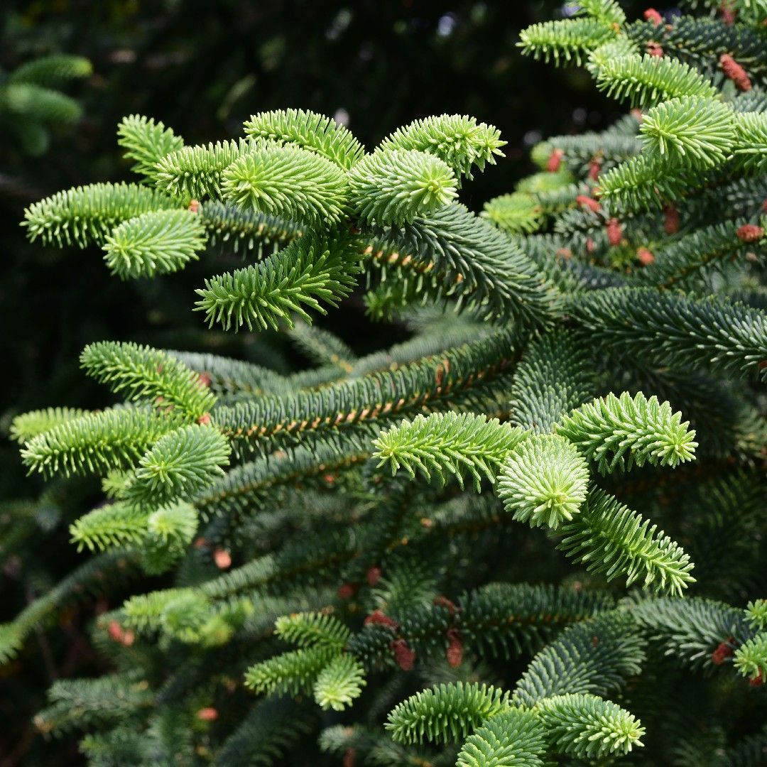 Abete di Spagna – 10 Semi, Raro, Ornamentale, Giardino, Facile da Coltivare, Alta Germinabilità, Non-GMO