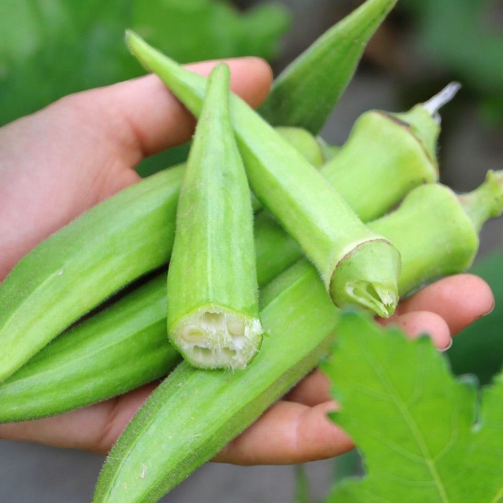 Okra (Gombo) – 10 Semi, Frutti Esotici e Nutritivi, Ideale per Zuppe e Stufati, Vigorosa, Facile da Coltivare, Alta Germinabilità, Non-GMO