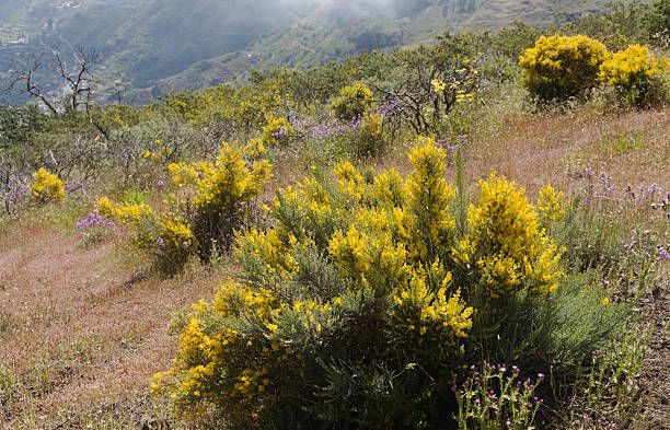 Teline – 10 Semi, Fioritura Chiara, Rustica, Giardino, Facile da Coltivare, Alta Germinabilità, Non-GMO