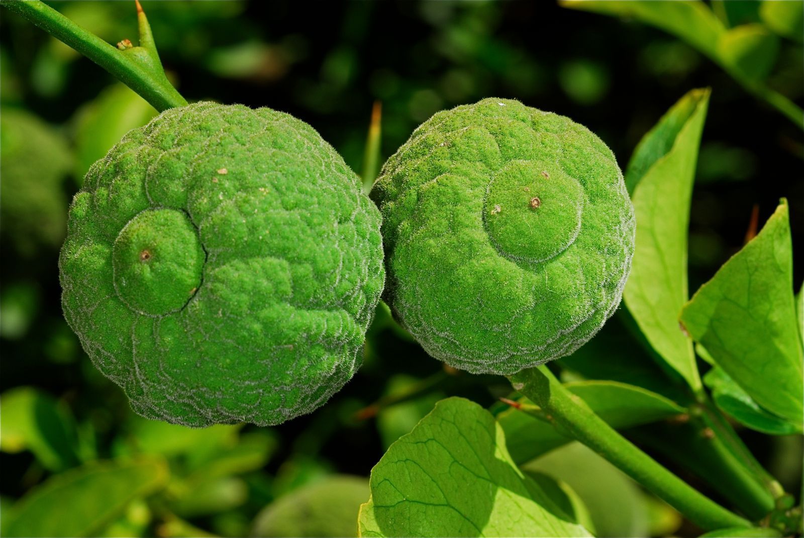10 Semi di Limone Citrus Trifoliata - Semi Freschi, Alta Germinabilità, No-GMO