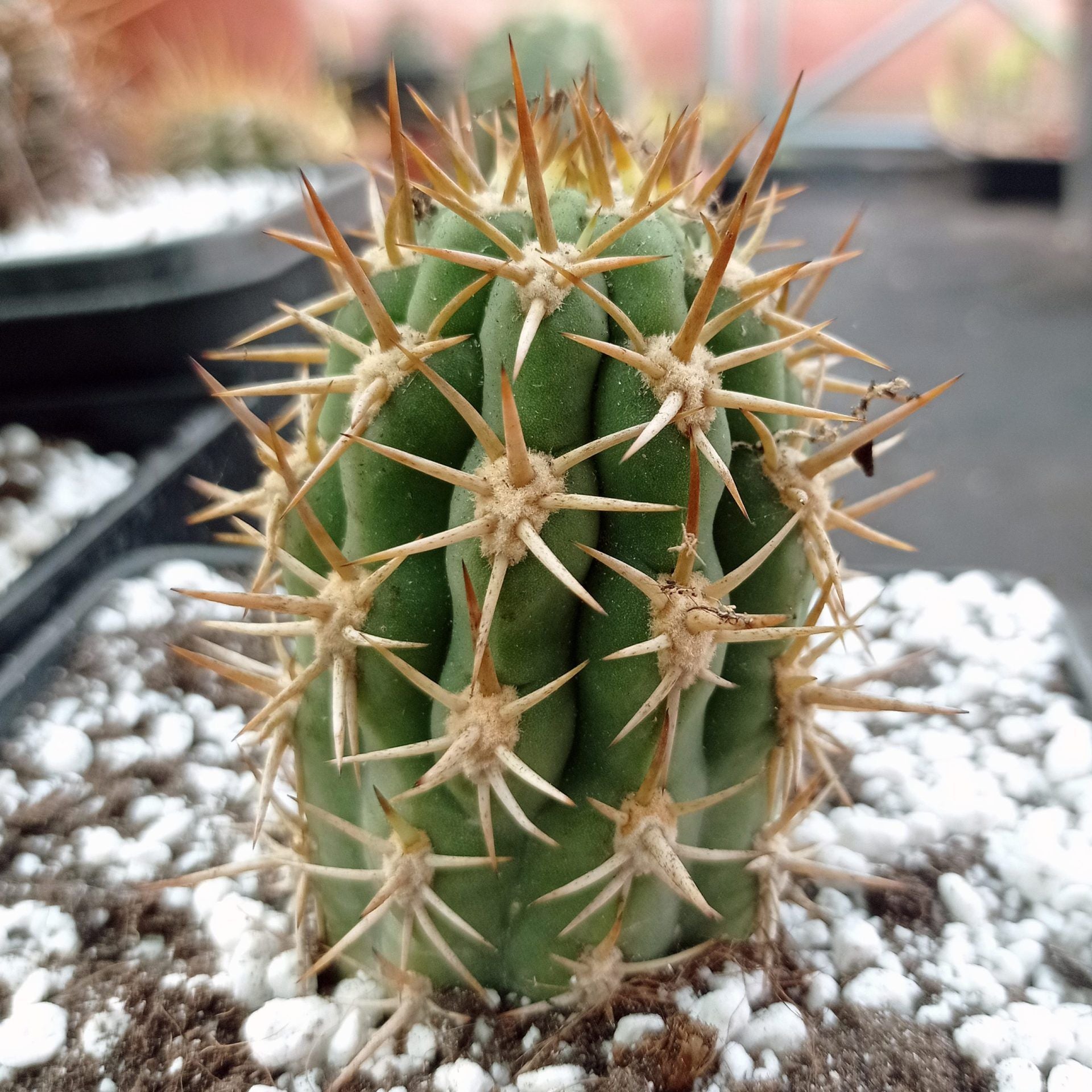 Trichocereus spinibarbis - 10 Semi – Alta Germinabilità, Varietà Selezionata, Non-GMO