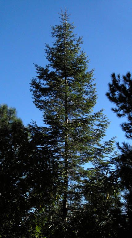 Abete di Durango – 10 Semi, Messicano, Raro, Collezionismo, Facile da Coltivare, Alta Germinabilità, Non-GMO