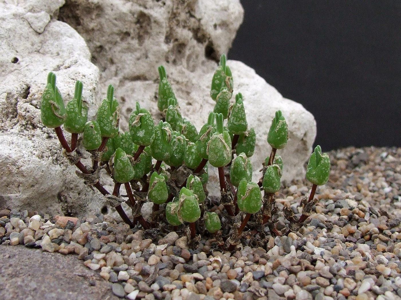 Meyerophytum - 10 Semi – Alta Germinabilità, Varietà Selezionata, Non-GMO