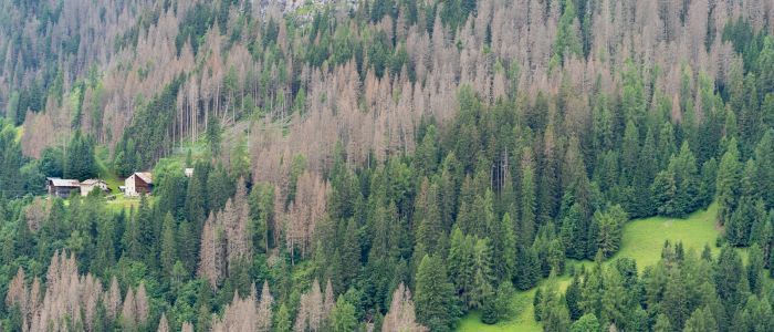 Abete di Forrest – 10 Semi, Coni Grandi, Molto Decorativo, Raro, Facile da Coltivare, Alta Germinabilità, Non-GMO