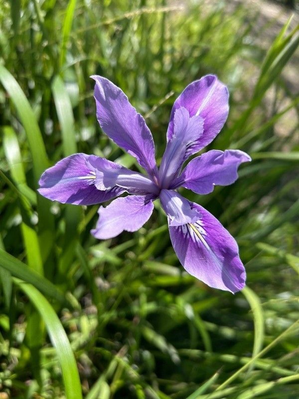 20 Semi di Iris del Pacifico Iris douglasiana – Semi Freschi, Alta Germinabilità, No-GMO