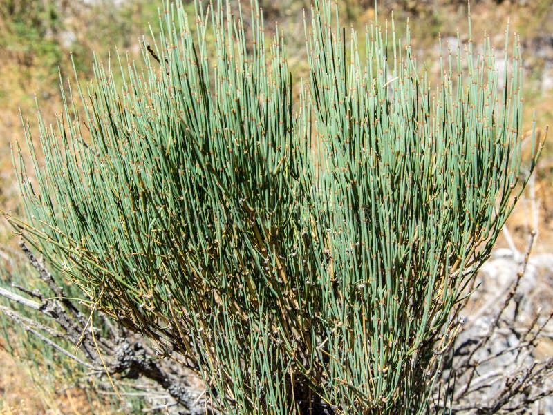 Efedra Maggiore – 10 Semi, Rara, Medicinale, Esterno, Facile da Coltivare, Alta Germinabilità, Non-GMO