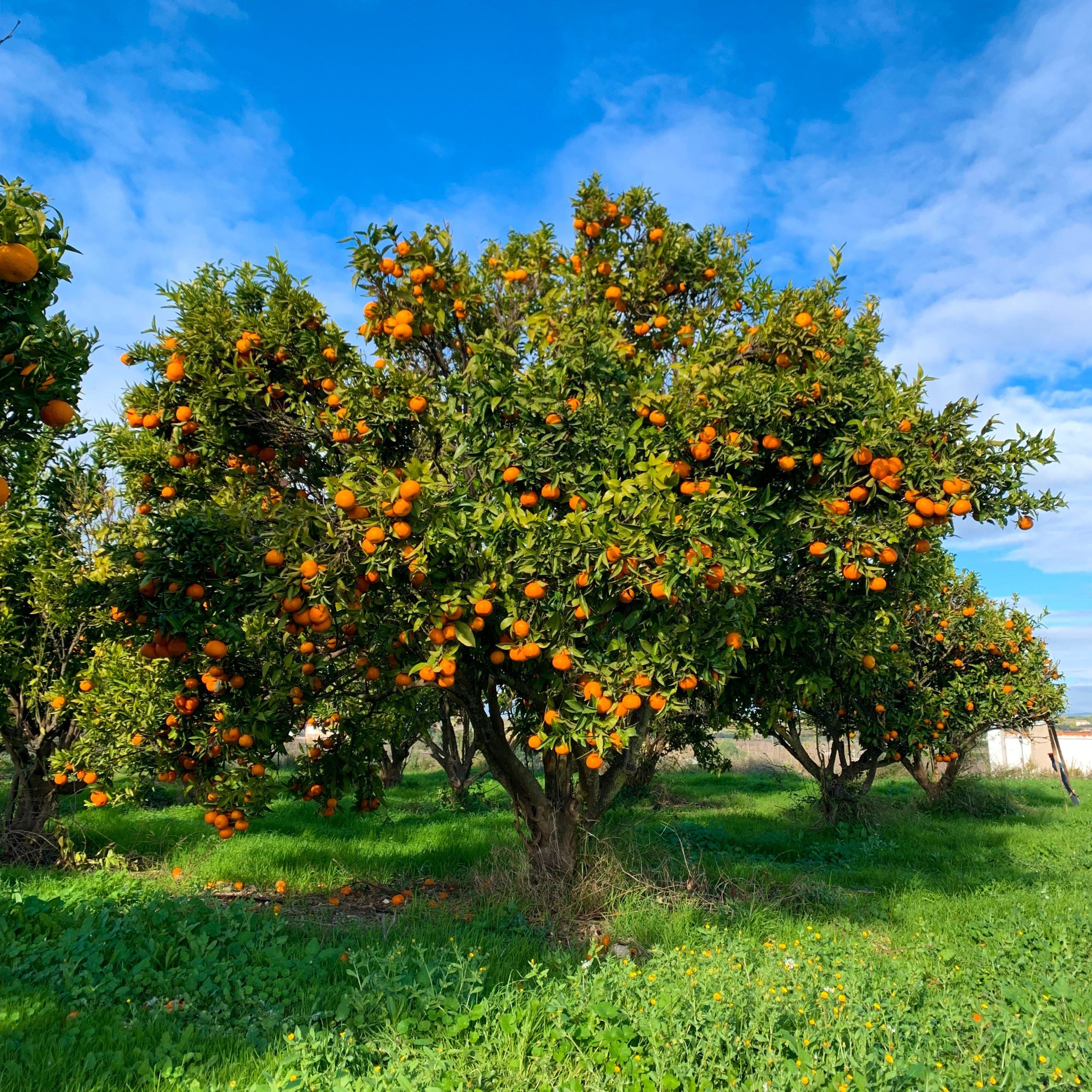 Mandarino – 10 Semi, Dolce e Profumato, Salutare, Snack, Facile da Coltivare, Alta Germinabilità, Non-GMO