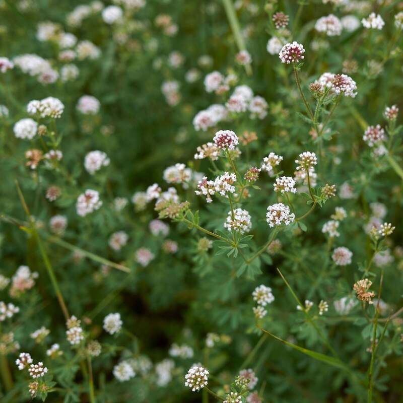 Bocha Blanca – 10 Semi, Fiori Bianchi, Mediterraneo, Roccia, Facile da Coltivare, Alta Germinabilità, Non-GMO