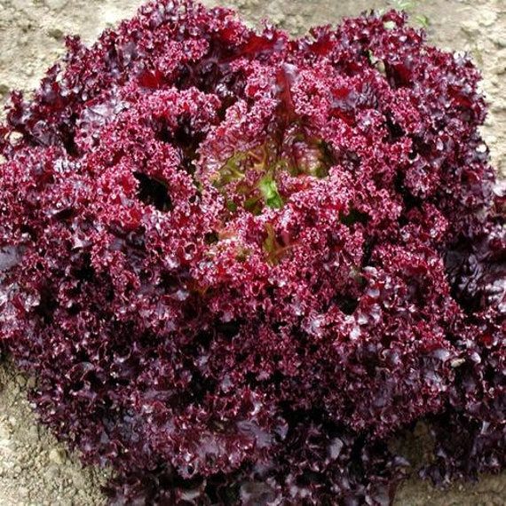 Lattuga Rossa Riccia – 30 Semi, Da Taglio, Molto Decorativa, Cucina, Facile da Coltivare, Alta Germinabilità, Non-GMO