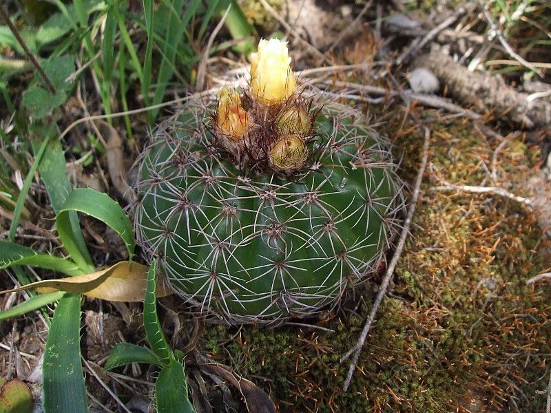 Parodia linkii - 10 Semi – Alta Germinabilità, Varietà Selezionata, Non-GMO