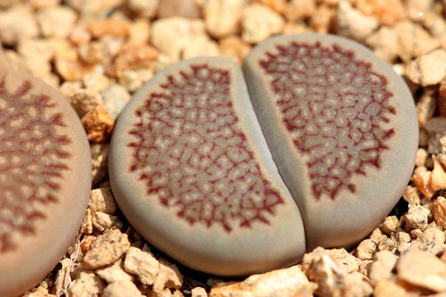 Lithops hallii - 10 Semi – Alta Germinabilità, Varietà Selezionata, Non-GMO