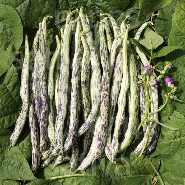Country Lady Climbing Bean – 10 Seeds, Striped Pod, Flavorful Grain, Productive, Easy to Grow, High Germination, Non-GMO