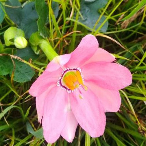 10 Semi di Passiflora Coactilis Tauso – Semi Freschi, Alta Germinabilità, No-GMO