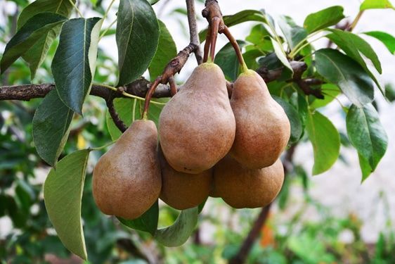 Pero Comune – 10 Semi, Portainnesto, Frutti, Giardino, Facile da Coltivare, Alta Germinabilità, Non-GMO