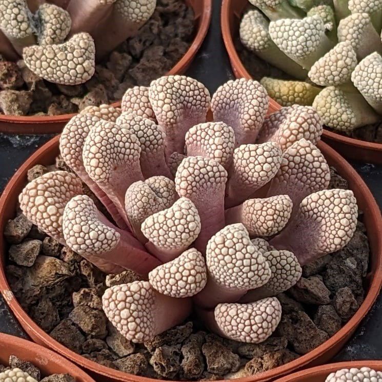 Titanopsis - 10 Semi – Alta Germinabilità, Varietà Selezionata, Non-GMO
