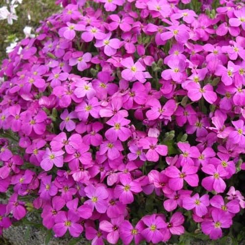 Aubretia Nana – 10 Semi, Tappezzante, Fiori Piccoli, Rocccati, Facile da Coltivare, Alta Germinabilità, Non-GMO