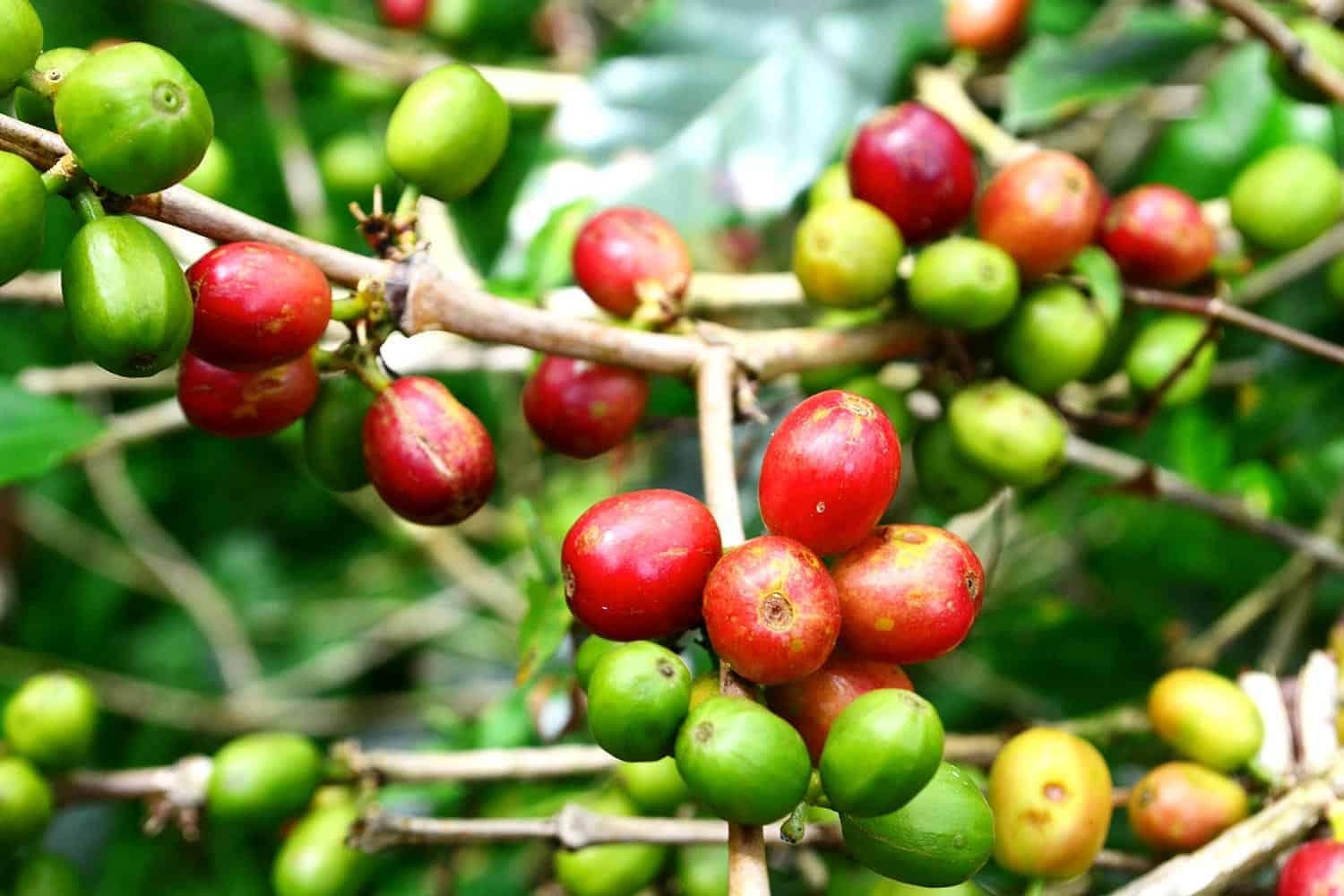Caffè Caturra – 10 Semi, Varietà Nana, Raccolta Facile, Alta Resa, Facile da Coltivare, Alta Germinabilità, Non-GMO