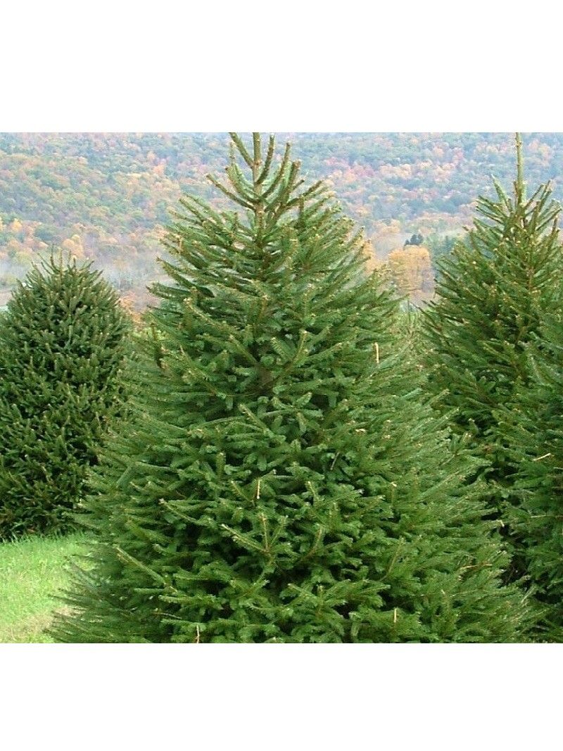Abete Sacro – 10 Semi, Messicano, Importanza Storica, Raro, Facile da Coltivare, Alta Germinabilità, Non-GMO