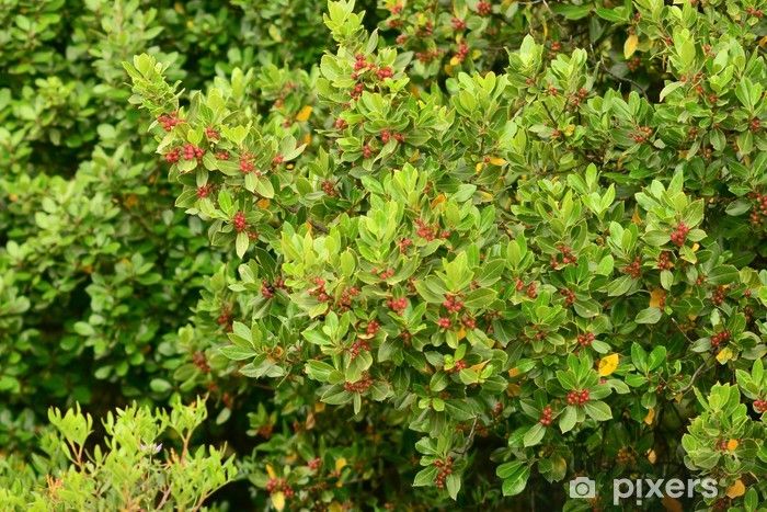 Alaterno – 10 Semi, Sempreverde, Siepe, Mediterraneo, Facile da Coltivare, Alta Germinabilità, Non-GMO