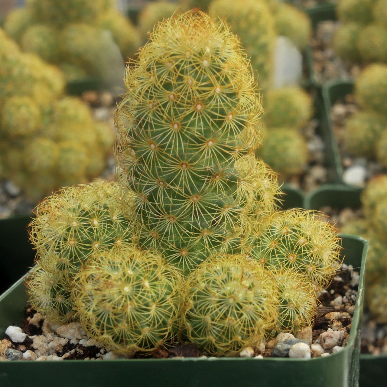 Mammillaria elongata - 10 Semi – Alta Germinabilità, Varietà Selezionata, Non-GMO