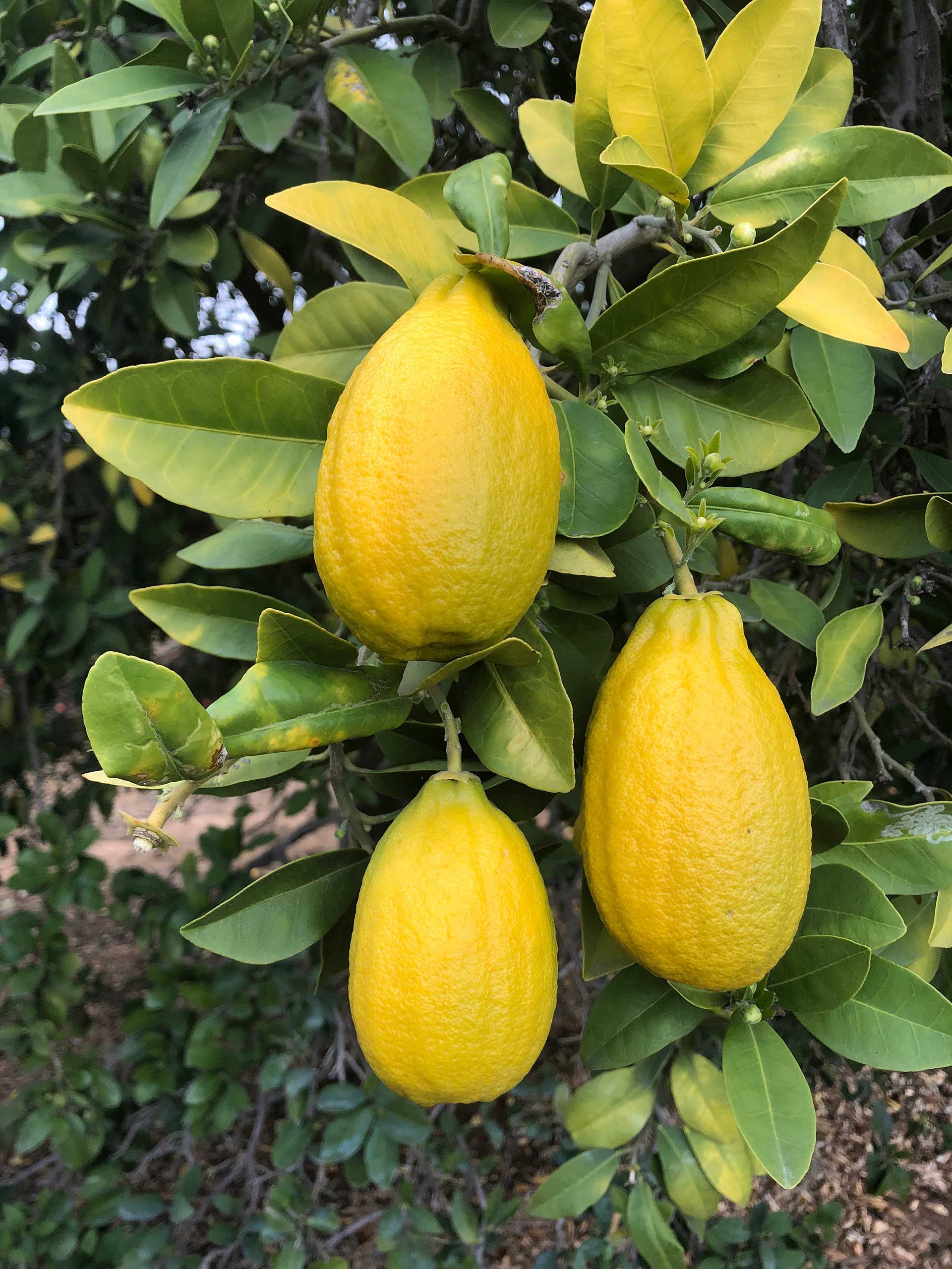 Citrus neocaledonica – 5 Semi, Specie Rara, Esotico, Collezionismo, Facile da Coltivare, Alta Germinabilità, Non-GMO