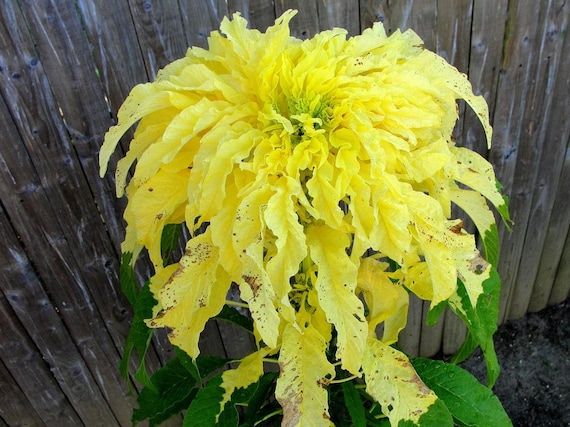 Amaranto Aurora – 30 Semi, Foglie Gialle, Luminoso, Ornamento, Facile da Coltivare, Alta Germinabilità, Non-GMO