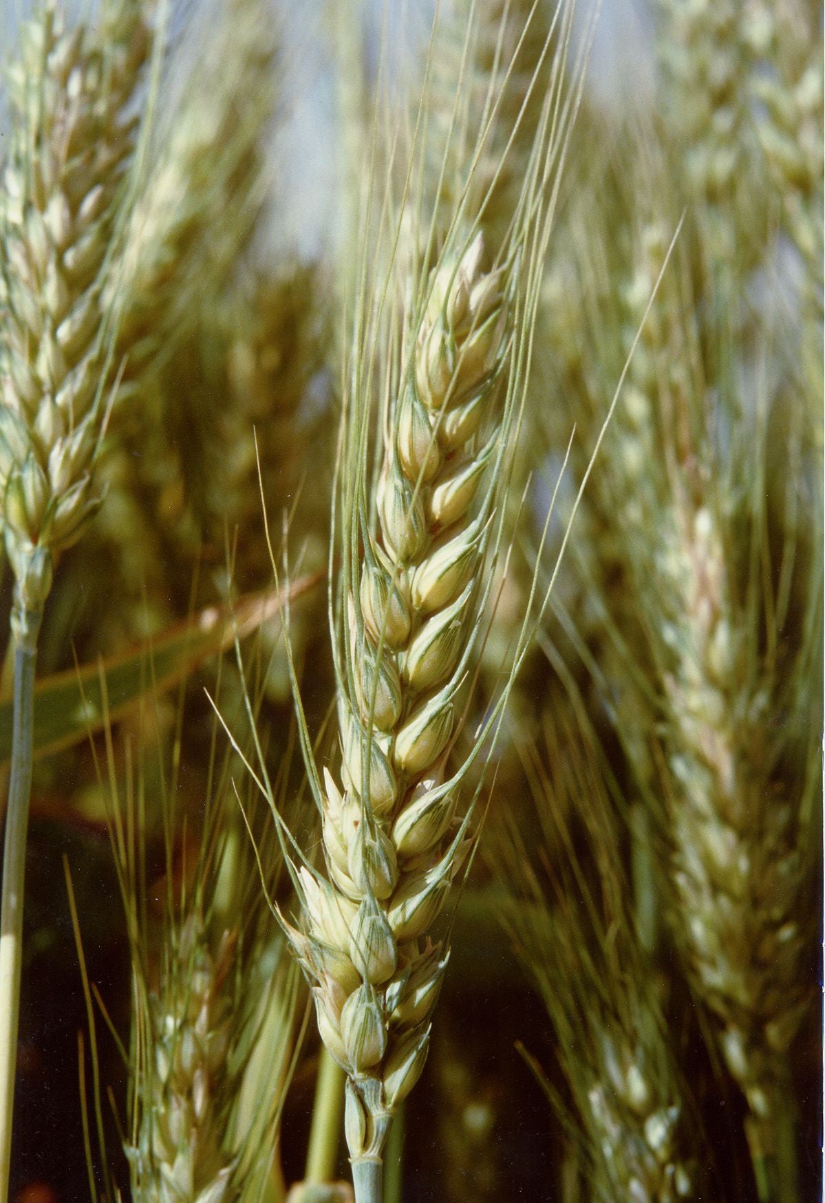 80 Semi di Frumento Tenero Bolero – Semi Freschi, Alta Germinabilità, No-GMO