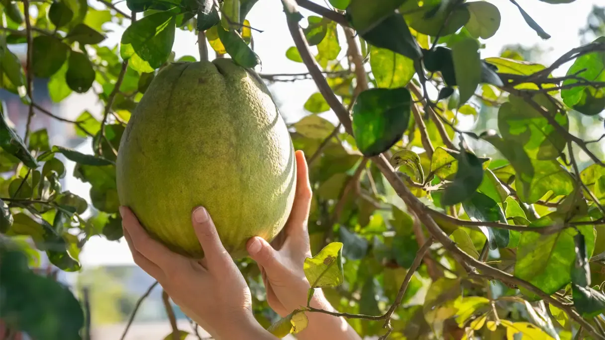Pomelo – 10 Semi, Frutto Gigante, Dolce, Consumo Fresco, Facile da Coltivare, Alta Germinabilità, Non-GMO