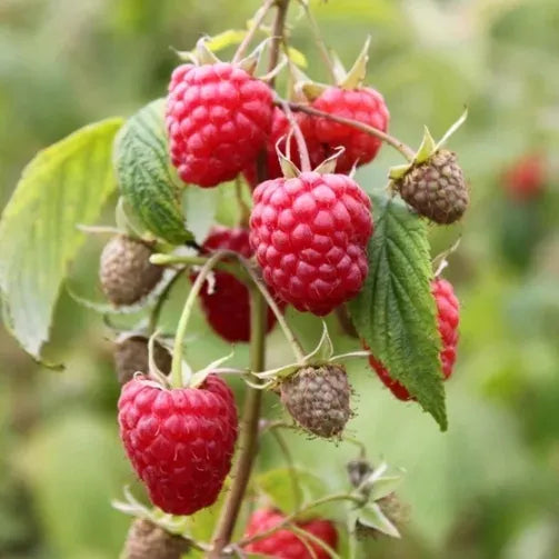 10 Semi di Lampone rifiorente Heritage Rubus idaeus Heritage – Semi Freschi, Alta Germinabilità, No-GMO