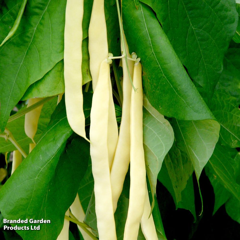 Neckargold Climbing Bean – 10 Seeds, Cylindrical Yellow Pod, Very Long, Tender, Easy to Grow, High Germinability, Non-GMO