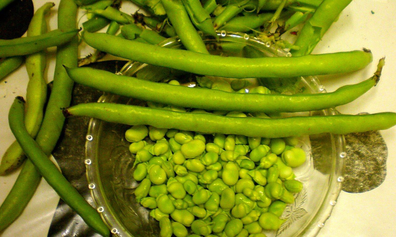 Histal Bean – 10 Seeds, Professional Variety, High Yield, Well-Filled Pod, Easy to Grow, High Germinability, Non-GMO