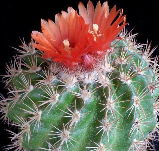 Parodia tuberculata - 10 Semi – Alta Germinabilità, Varietà Selezionata, Non-GMO
