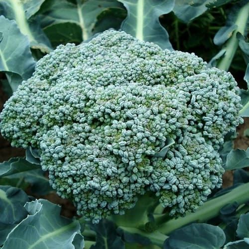 Cavolo Broccolo Ramoso Calabrese Medio Precoce – 30 Semi, Produzione Scalare, Polpa Tenera, Cucina, Facile da Coltivare, Alta Germinabilità, Non-GMO