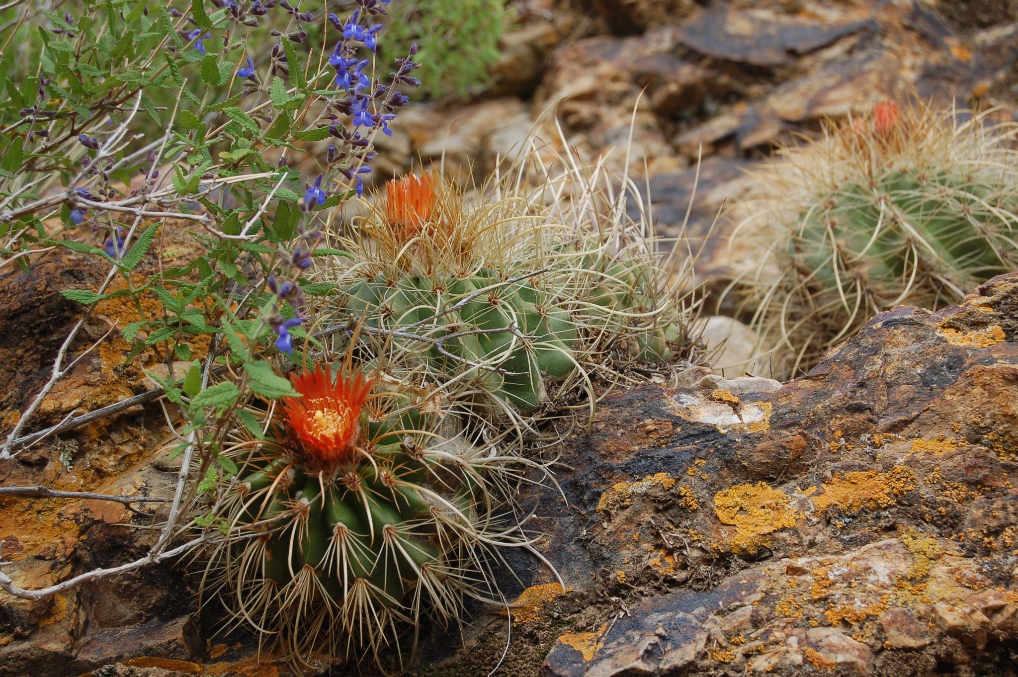 Parodia nigrispina - 10 Semi – Alta Germinabilità, Varietà Selezionata, Non-GMO