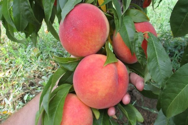 Red Iris Peach (White) – 5 Seeds, Red Streaked Flesh, Balanced Flavor, Ripens Early July, Non-GMO
