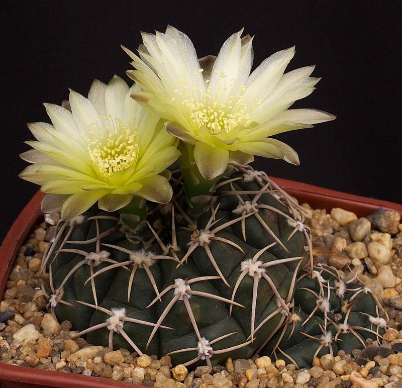 Gymnocalycium uruguayense - 10 Semi – Alta Germinabilità, Varietà Selezionata, Non-GMO