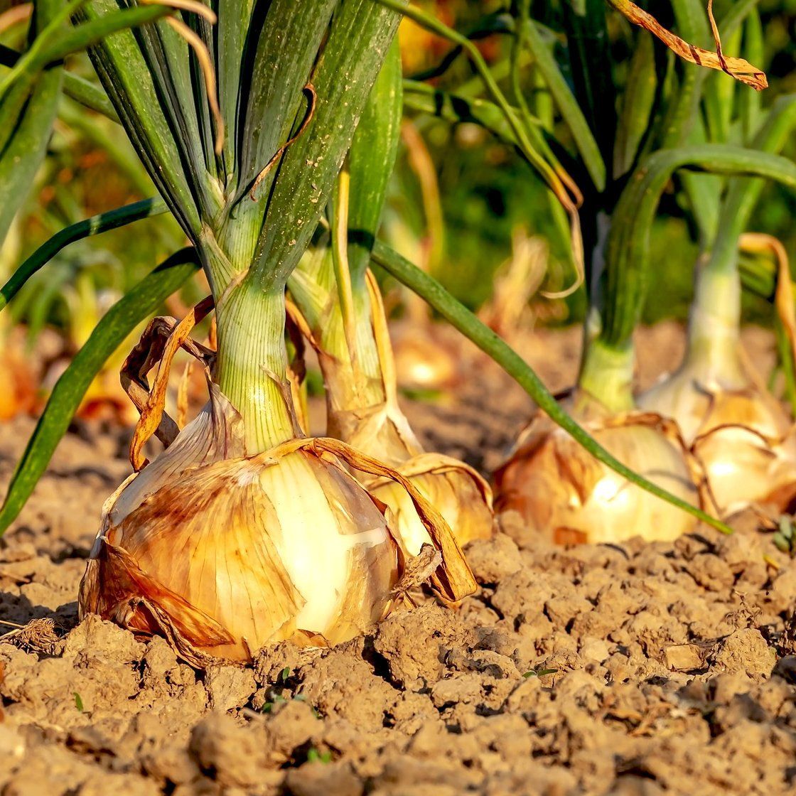 Cipolla Texas Early Grano – 30 Semi, Forma a Trottola, Dolce, Precoce, Facile da Coltivare, Alta Germinabilità, Non-GMO