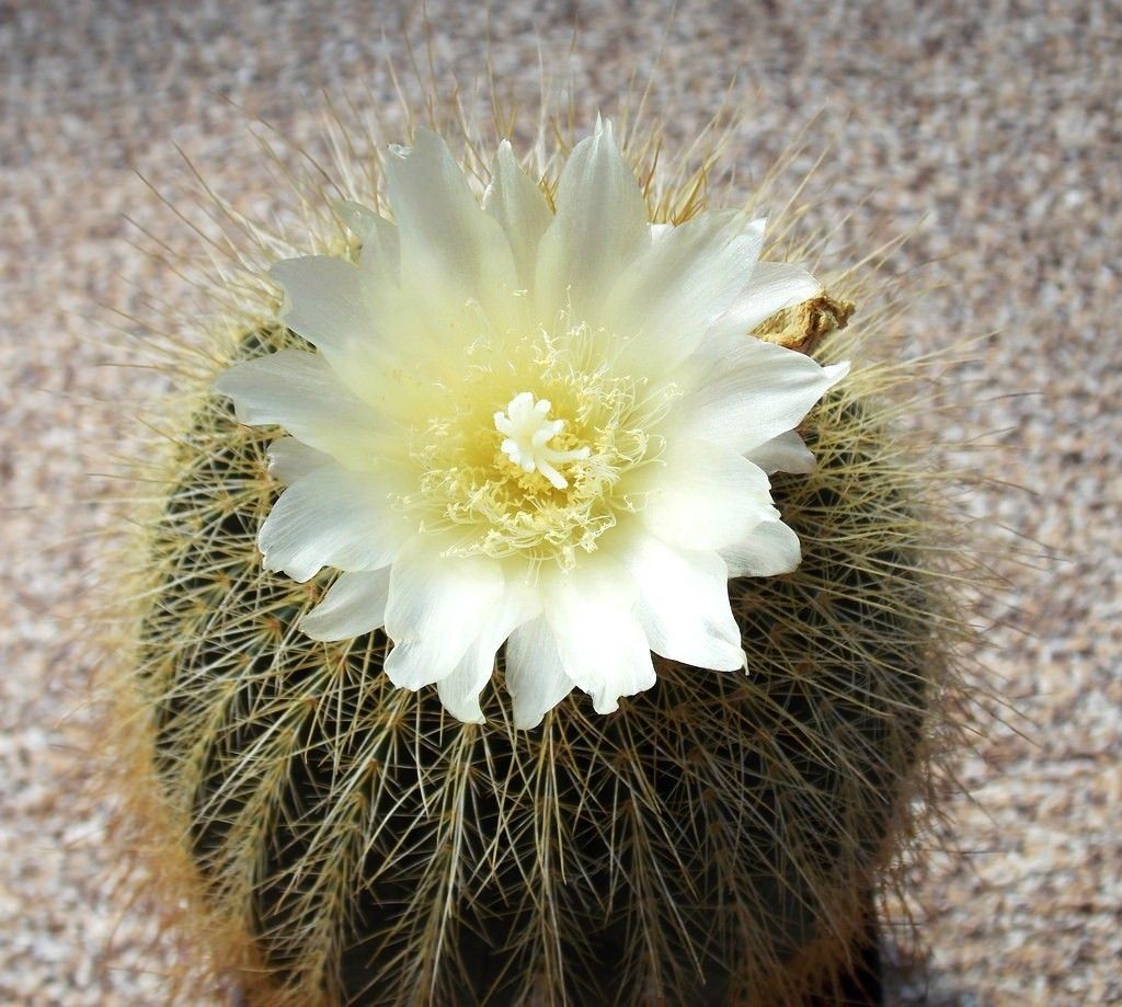 Parodia claviceps - 10 Semi – Alta Germinabilità, Varietà Selezionata, Non-GMO
