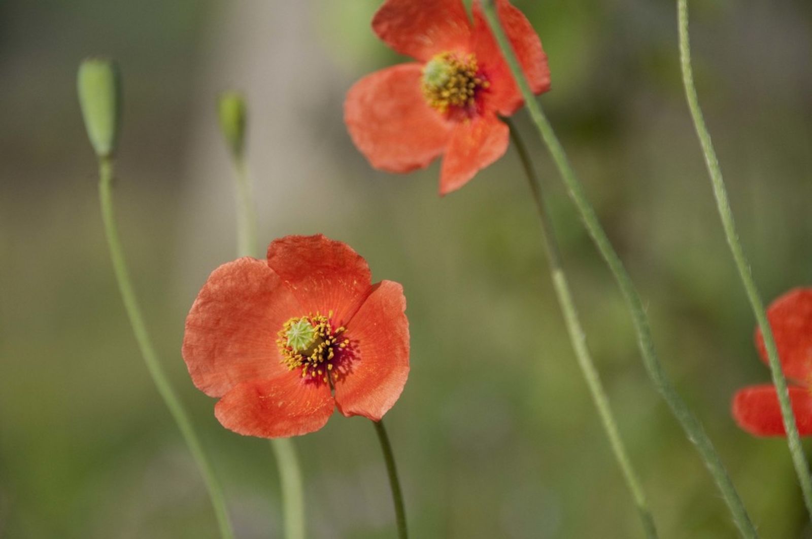 50 Semi di Papavero a clava Papaver dubium – Semi Freschi, Alta Germinabilità, No-GMO