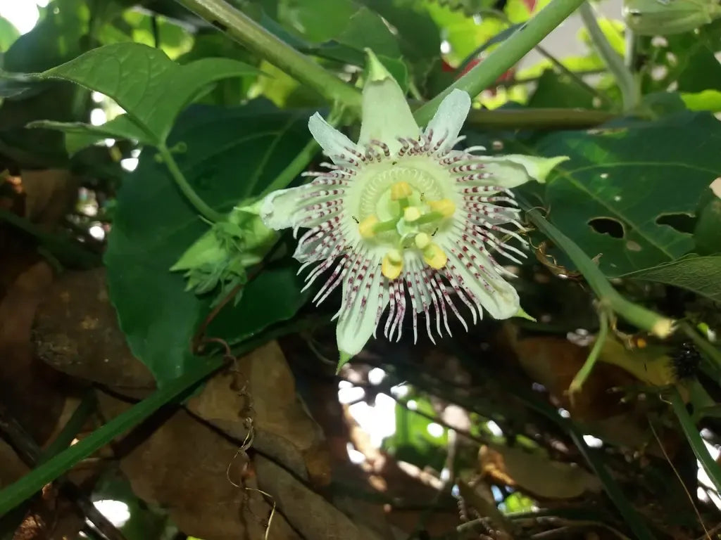 10 Semi di Passiflora Adenopoda – Semi Freschi, Alta Germinabilità, No-GMO