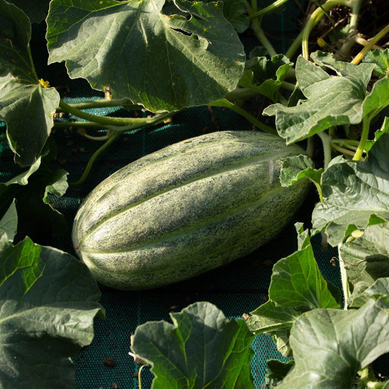 Carosello Scopatizzo Barese Scuro – 30 Semi, Buccia Scura, Molto Digeribile, Cucina, Facile da Coltivare, Alta Germinabilità, Non-GMO