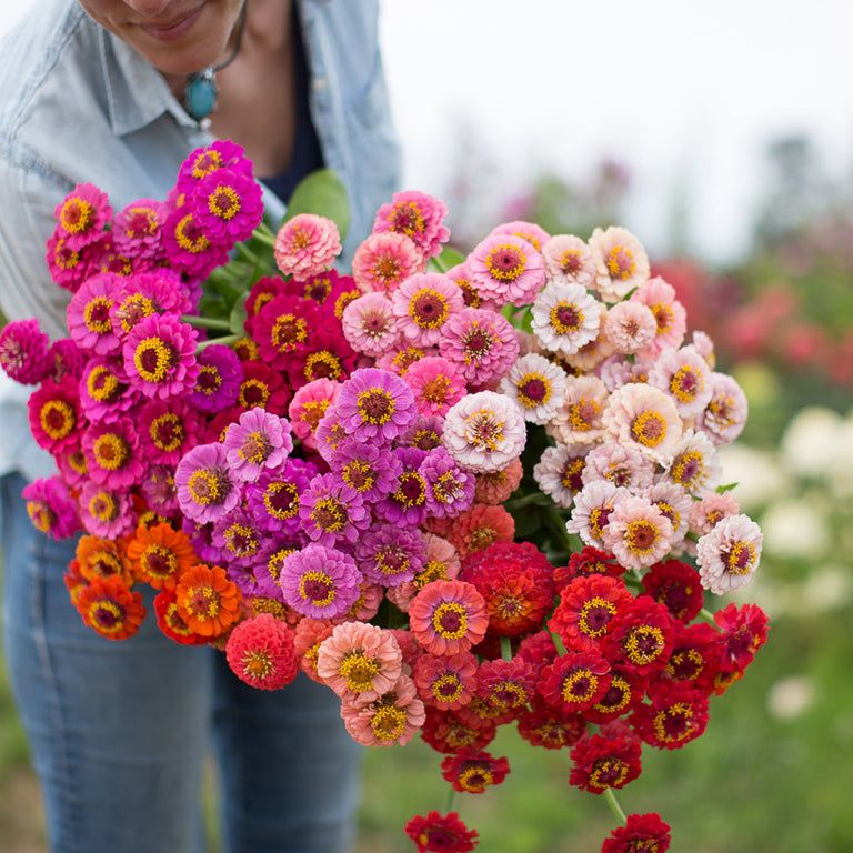Zinnia Pom Pom Lilliput Mix – 10 Semi, Piccoli Fiori a Pallina, Molto Decorativa, Aiuole, Facile da Coltivare, Alta Germinabilità, Non-GMO